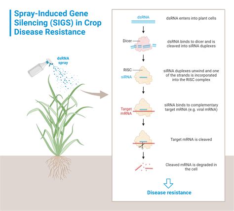 Spray Induced Gene Silencing Sigs In Crop Disease Resistance