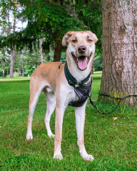 Great Dane Husky Mix: Your Best Guide To A Gentle Giant