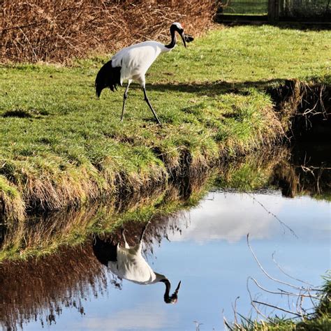 A View Of A Red Crowned Crane Stock Image Image Of Wings Reserve