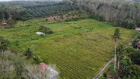 Tanah Pertanian Nenas Untuk Dijual Di Jerlun Kuala Kangsar Perak