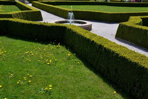 5 Shade-Tolerant Hedges: Top Options For A Lush And Private Landscape