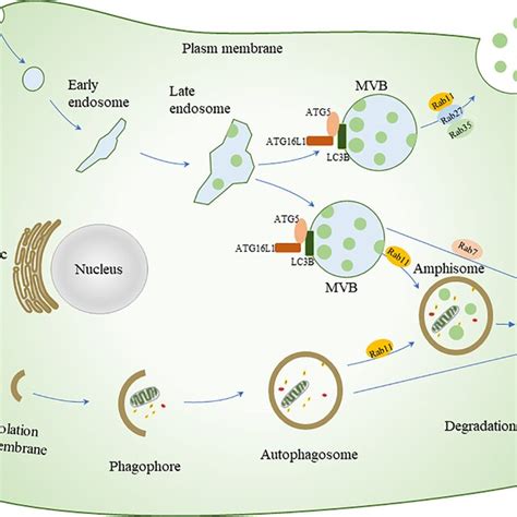 Crosstalk Between Exosome Release And The Autophagic Process Autophagy