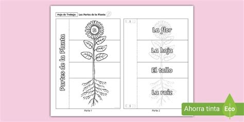 Hoja De Trabajo Partes De La Planta Teacher Made Twinkl The Best Porn