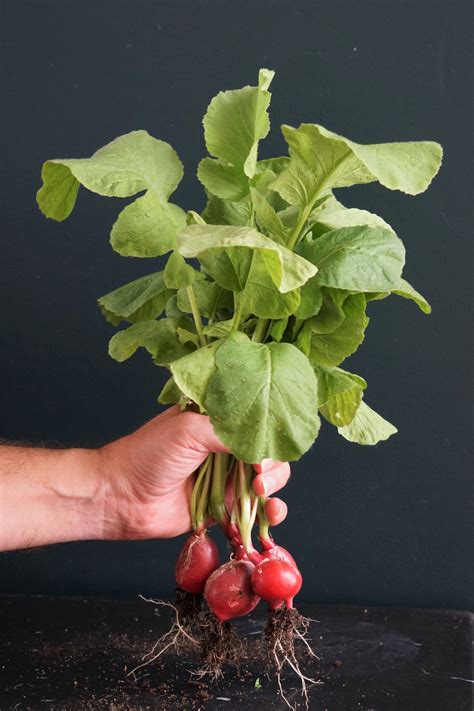 Radish Fertilizer Diy