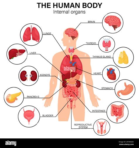 Cuerpo humano órgano interno diagrama póster infográfico plano con