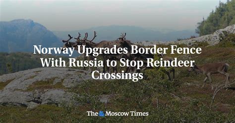 Norway Upgrades Border Fence With Russia to Stop Reindeer Crossings ...