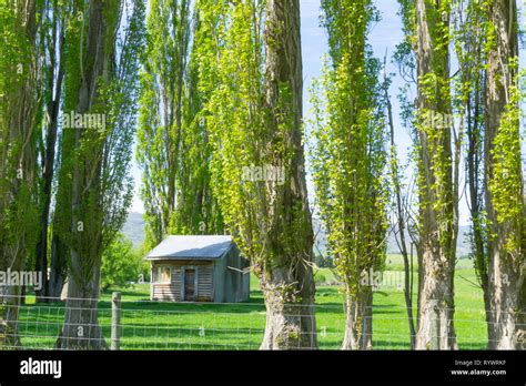 Tall Poplar Trees Hi Res Stock Photography And Images Alamy