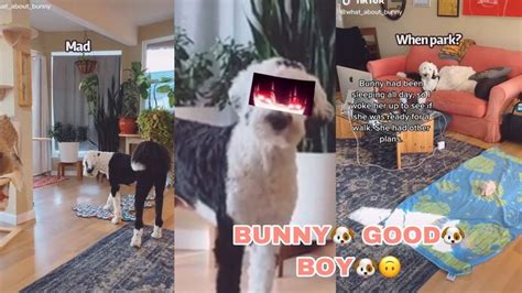 Bunny The Dog🐶 Tik Tok🐶 Compilation🐶 Uhm🐶 Youtube Bunny Tik Tok Tok