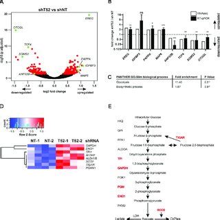 TRIM52 Knockdown Cells Have A Glucose Metabolism Related Gene