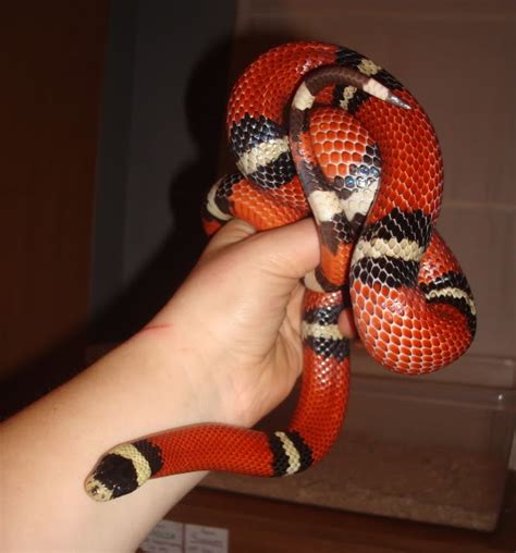 Sinaloan Milk Snake Facts and Pictures | Reptile Fact