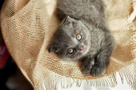 Lindo gatinho cinza britânico escocês na cesta em casa gato engraçado