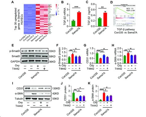 Tgf Gene Expression And Tgf Smad Signaling Are Augmented In