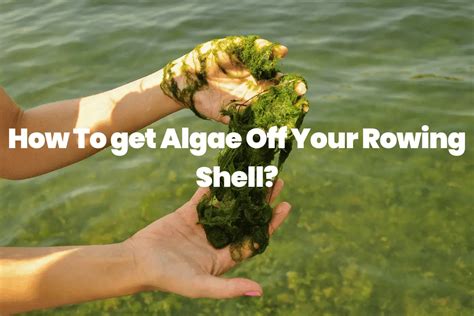 How To Get Algae Off Your Rowing Shell The Rowing Tutor