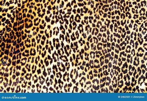 Leopard print stock image. Image of leopard, soft, furry - 2462501