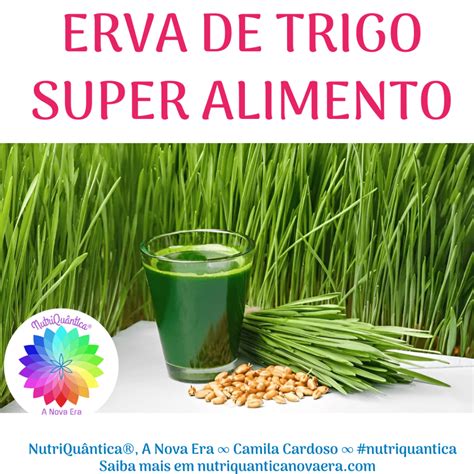 ERVA DO TRIGO RELVA DO TRIGO OU WHEAT GRASS E SEUS BENEFÍCIOS PARA A