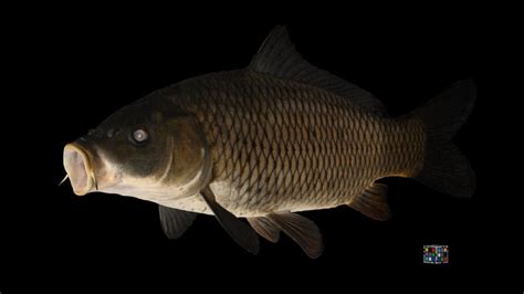 Carp 3D Models Sketchfab