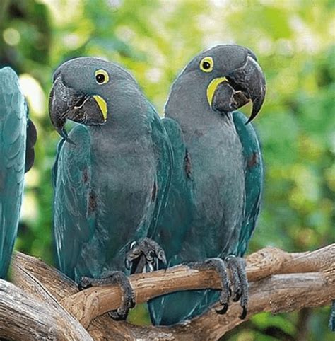 Blue Macaw Guide: Beautiful Blue Bird on the Brink of Extinction - Birding Insider