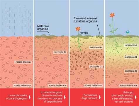 Incrementare La Fertilit Del Suolo Con I Concimi Organici Ilsa Group