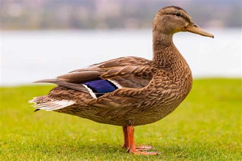 How Do Ducks Mate Duck Mating Season Habits Behavior