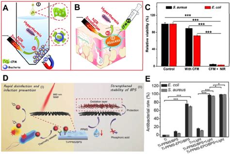 A In Vitro Conjugating And Photothermal Killing Of Bacteria B And