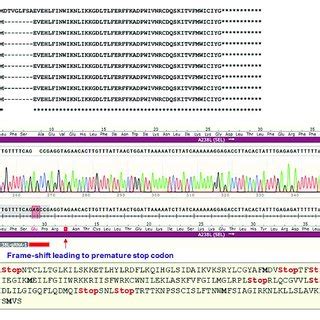 Crispr Cas Mediated Genomic Cleavage Detection Assay A Schematic