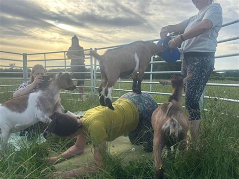 Owl Barn Farm The Home Of Goat Yoga And Camping In Warwickshire