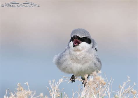 Loggerhead Shrike and its prey - Mia McPherson's On The Wing Photography