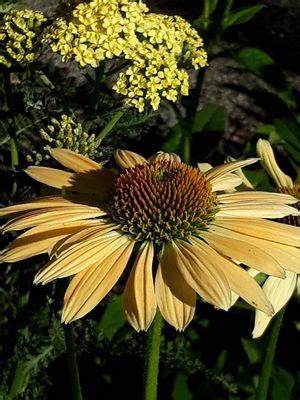 Echinacea Mellow Yellows Perennial Garden Plants