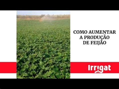 Feijão Guandu características benefícios e como produzir Blog Irrigat