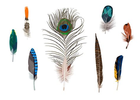 Premium Vector Set Of Bright Bird Feathers Detailed Feathers Of Different Shapes And Colors