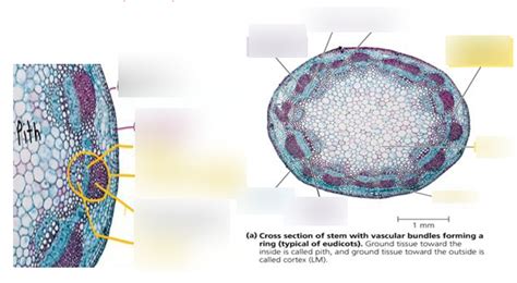 Eudicot Stem Diagram Quizlet
