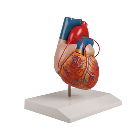 Modello Anatomico Di Cuore G Erler Zimmer Didattico