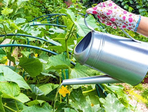 How To Fertilize Your Cucumber Plants