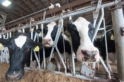 USDA Raises Milk Production Price Forecasts