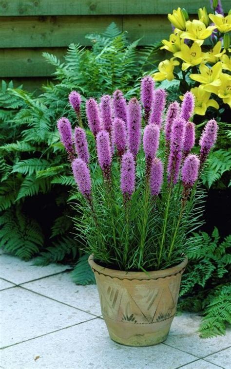 24 Best Cone Shaped Flowers | Balcony Garden Web