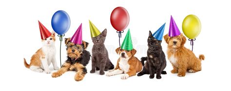 Puppies Singing Happy Birthday Song Stock Photo Image Of Furry