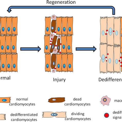 Schematic Showing An Overview Of Nerve Regeneration After Injury