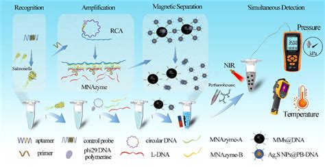 Dualmode Biosensing Platform For Ultrasensitive Salmonella Detection