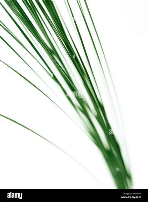 Blades Of Grass Close Up Stock Photo Alamy