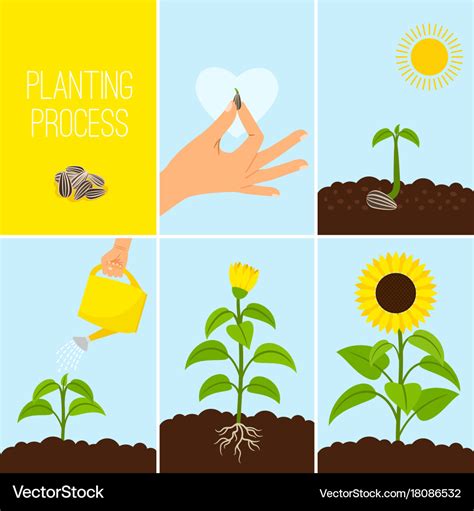 Flower Planting Process Royalty Free Vector Image