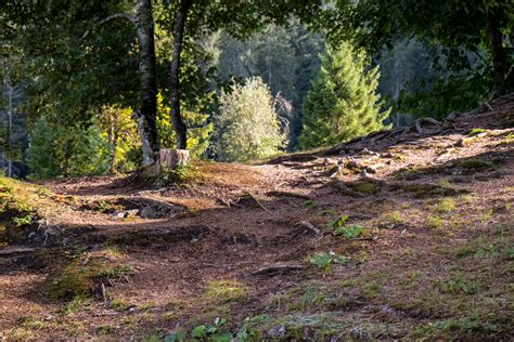 Free Images Landscape Nature Grass Wilderness Light Wood Trail