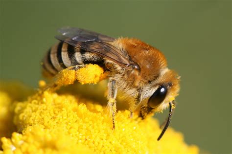 Wildbienenarten Deutschland Summt