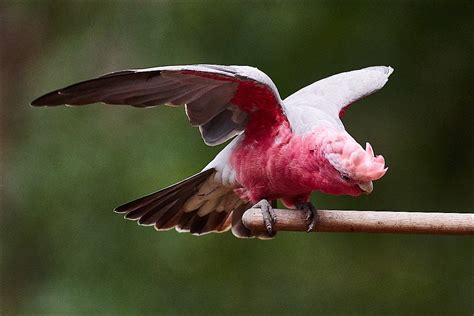 Australian Backyard Birds Galah Rbirding