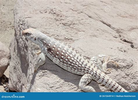 Desert Iguana Dipsosaurus Dorsalis White Lizard Stock Photo Image Of