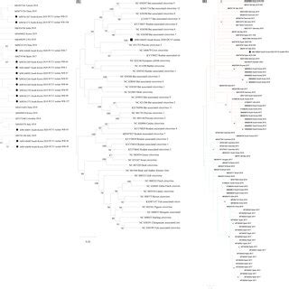 A Phylogenetic Analysis Of Partial PCV3 Rep Gene Sequences The