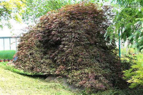 ACER PALMATUM DISSECTUM NIGRUM Pahljačasti javor Dissectum Nigrum