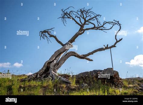 The Famous Burmis Tree In Crowsnest Pass Alberta Canada Stock Photo