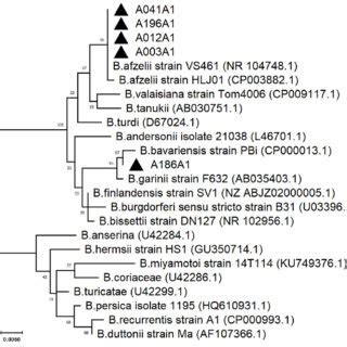 Phylogenetic Tree Of Borrelia Spp Detected In I Persulcatus Ticks