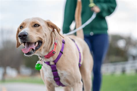 Overcoming Leash Aggression Training Tips And Techniques