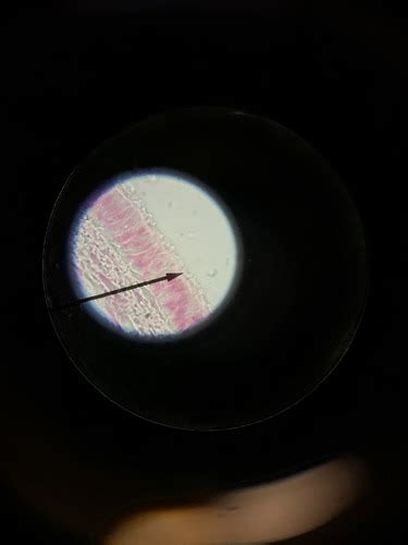 Lab Practical 2 Respiratory Digestive Urinary Reproductive